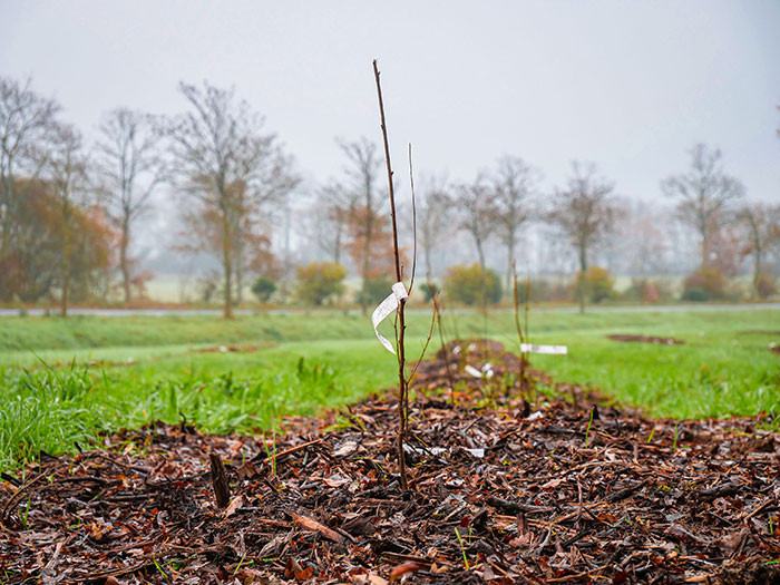 Projet RSE de plantation d'arbres 2023