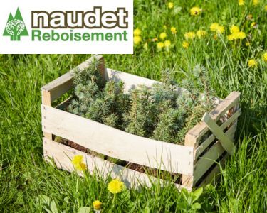 Naudet reboisement