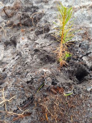 Projet de reboisement suite aux incendies survenus en Gironde en 2022