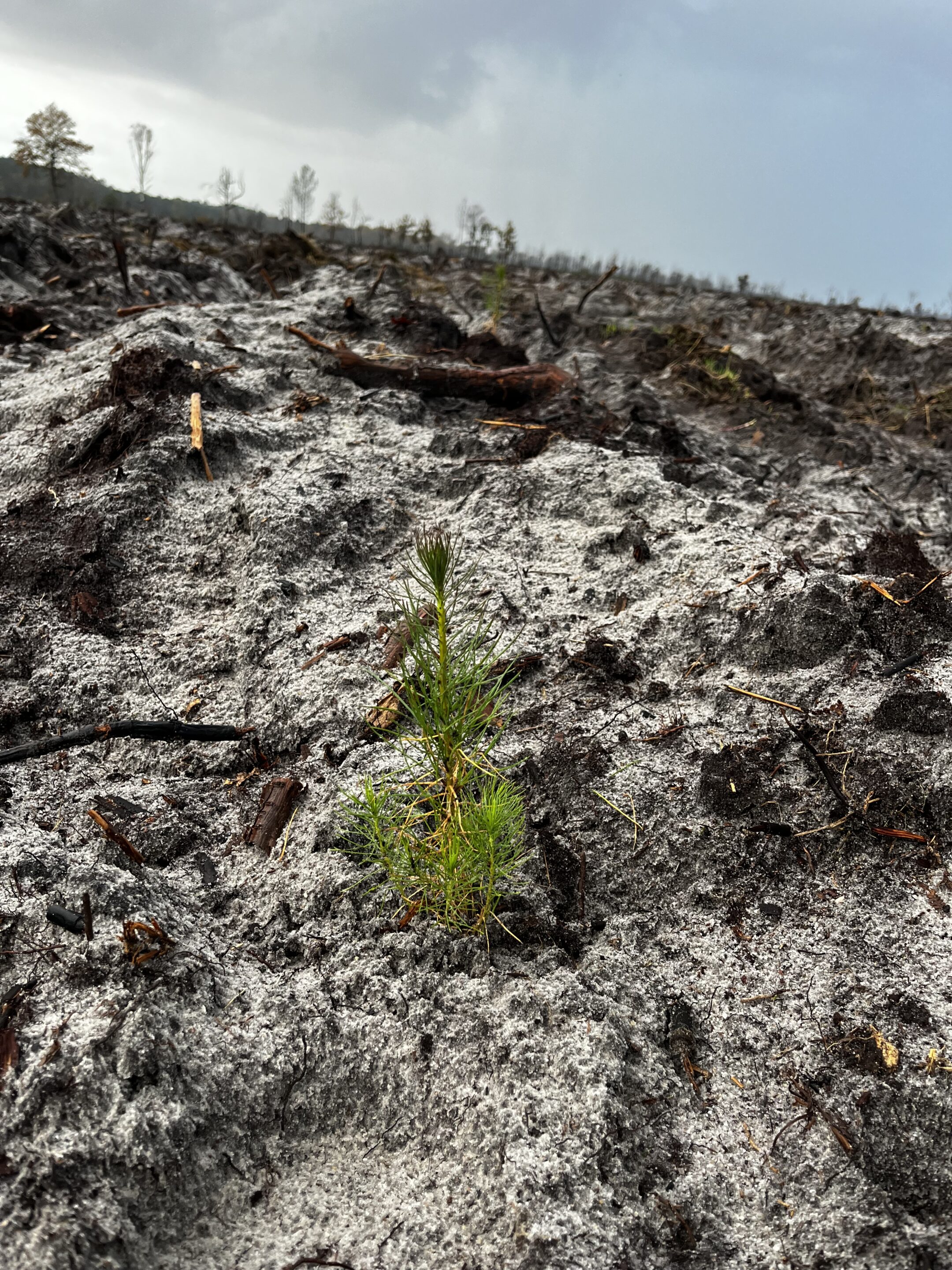 Projet de reboisement suite aux incendies survenus en Gironde en 2022