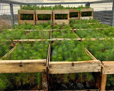 Plantations 2024 - JYGA